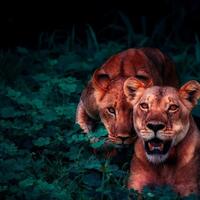 wildlife-fotografi-terbaik-tahun-ini-pemenangnya-mindblowing-banget