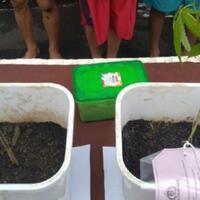 ditangkap-karena-tanam-ganja-pria-ini-sudah-20-kali-eksperimen