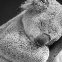 mengenal-koala-si-malas-dan-bawel-cari-tahu-di-sini