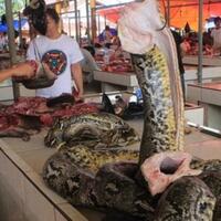 7-hewan-ini-sebaiknya-dipikir-pikir-dulu-deh-sebelum-di-makan