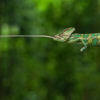 berikut-karya-karya-finalis-kontes-agora-nature2020-banyak-yang-dari-indonesia-gan