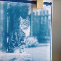 gimana-sih-penampakan-kucing-120-tahun-yang-lalu-cek-di-sini-gan-awas-click-bait