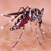 duh-lebih-parah-dari-corona-korban-demam-berdarah-sikka-tembus-1990-orang