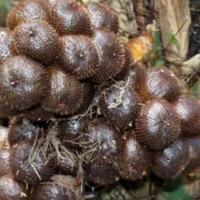 bikin-cepat-kaya-nih-tips-bertanam-salak