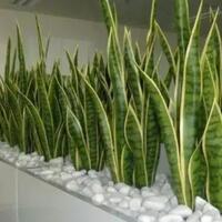 di-tengah-pandemi-virus-corona-bersihkan-udara-dengan-tanaman-ini-gan