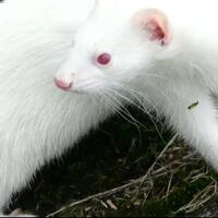 7-jenis-musang-yang-paling-terkenal-di-indonesia