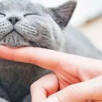 kasus-pertama-kucing-di-belgia-positif-terinfeksi-virus-corona