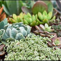 gini-gan-caranya-biar-tanaman-succulent-panjang-umur-cekidot