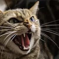 agan-sista-punya-kucing-yang-galak-bisa-jadi-karena-meniru-kebiasaan-kita-lho