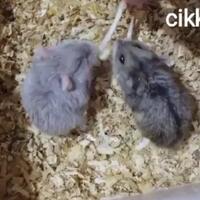 tips-agar-hamster-cepat-kimpoi-versi-ane