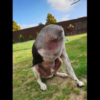 foto-anjing-ini-berhasil-bikin-143-ribu-orang-bingung-dan-terheran-heran-liat-deh