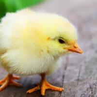 ayam-piaraan-yang-menolong-ketika-kepepet-soal-uang