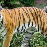 kucing-besar-di-kebun-binatang-as-terinfeksi-corona-dari-penjaga-kebun-binatang