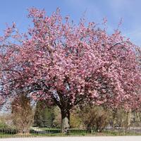 6-pohon-berbunga-eksotis-sebagai-alternatif-sakura-jepang