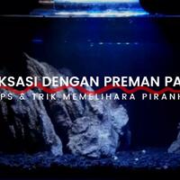 rileksasi-dengan-preman-pasar-serta-tips-dan-trik-merawat-piranha