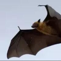 penelitian-terbaru-corona-mulai-september--bukan-dari-china