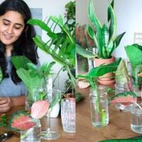 daripada-gabut-mending-menanam-di-dalam-rumah-yuk-gan-ternyata-ada-manfaatnya-loh