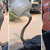 kelamaan-di-parkir-ular-cobra-bersarang-di-motor-ini