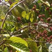 cocramadanmenekan-biaya-pengeluaran-selama-ramadan-dengan-produksi-kopi-rumahan