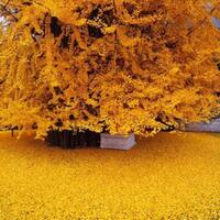 10-pohon-luar-biasa-di-bumi-umurnya-ada-yang-mencapai-80000-tahun