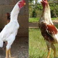 ayam-gagah-dari-jepang-namanya-shamo