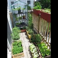 mulai-hobi-berkebun-dengan-11-tanaman-termudah-tumbuh-tetap-di-rumah-ramadan-berkah