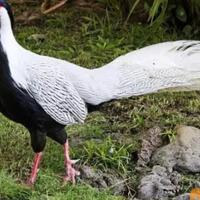 pheasant-itu-ayam-atau-burung