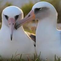 courtship-dance-saat-burung-melakukan-quottarian-pacaranquot