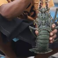 sayonara-larangan-ekspor-benih-lobster-era-susi-tamat