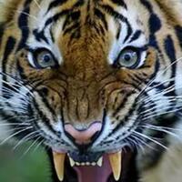 berapa-sih-jenis-harimau-cari-tau-yuk