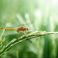 hewan-yang-mulai-jarang-terlihat-di-sawah