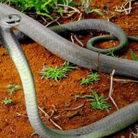 bersyukur-ular-black-mamba-tidak-quotramaiquot-di-indonesia