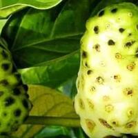 33-pasien-di-makassar-sembuh-virus-corona-keok-dari-jus-mengkudu