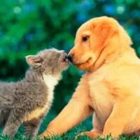 jangan-berikan-makanan-anjing-pada-kucing-peliharaan-dirumah-ya-gan