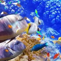 ikan-bisa-terkena-virus-corona-atau-tidak
