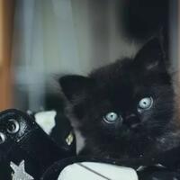 suka-lihat-kucing-yang-mencium-sepatu-apa-dia-ga-kebauan-nyiumin-sepatu