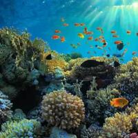 mengenal-quotcoral-trianglequot-kawasan-dengan-biodiversity-terbesar-di-laut