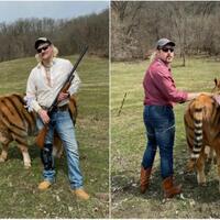 hah-seekor-sapi-berubah-jadi--harimau--akibat-ide-konyol-dua-petani-gabut