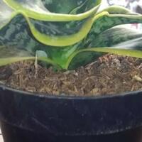 lidah-mertua-tanaman-hias-yang-mudah-dirawat