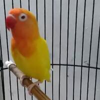 beberapa-manfaat-memiliki-binatang-peliharaan