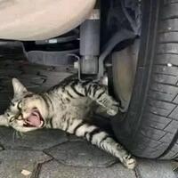 ngakak-banget-kucing-ini-viral-gara-gara-drama-pura-pura-terlindas-ban-mobil