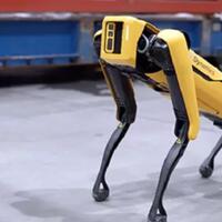 kenalan-yuk-ama-robot-anjing-pengembala-domba-di-selandia-baru