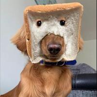 lagi-viral-dan-unyu-cerita-anjing-bertopengkan-roti-tawar-wkwk