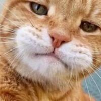 tips-merawat-kucing-baru-datang-pengalaman-pribadi