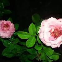 tips-menanam-bunga-mawar
