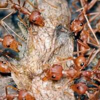 viral--fenomena-minyak-goreng-jadi-tempat--bunuh-diri--semut-netizen-heran