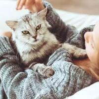 6-tanda-atau-isyarat-kucing-menyangi--mencintai-kita-majikannya