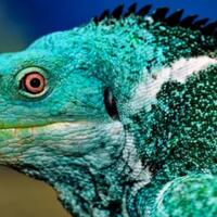 ngerawat-reptil-awalnya-emang-susah-biar-gampang-sini-ane-jabarin-tips--triknya