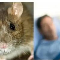 leptospira-itu-bisa-membunuhmu-ada-apa-dengan-para-tikus