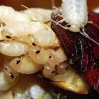 protein-pada-kecoa-tiga-kali-lipat-susu-kerbau-berani-coba